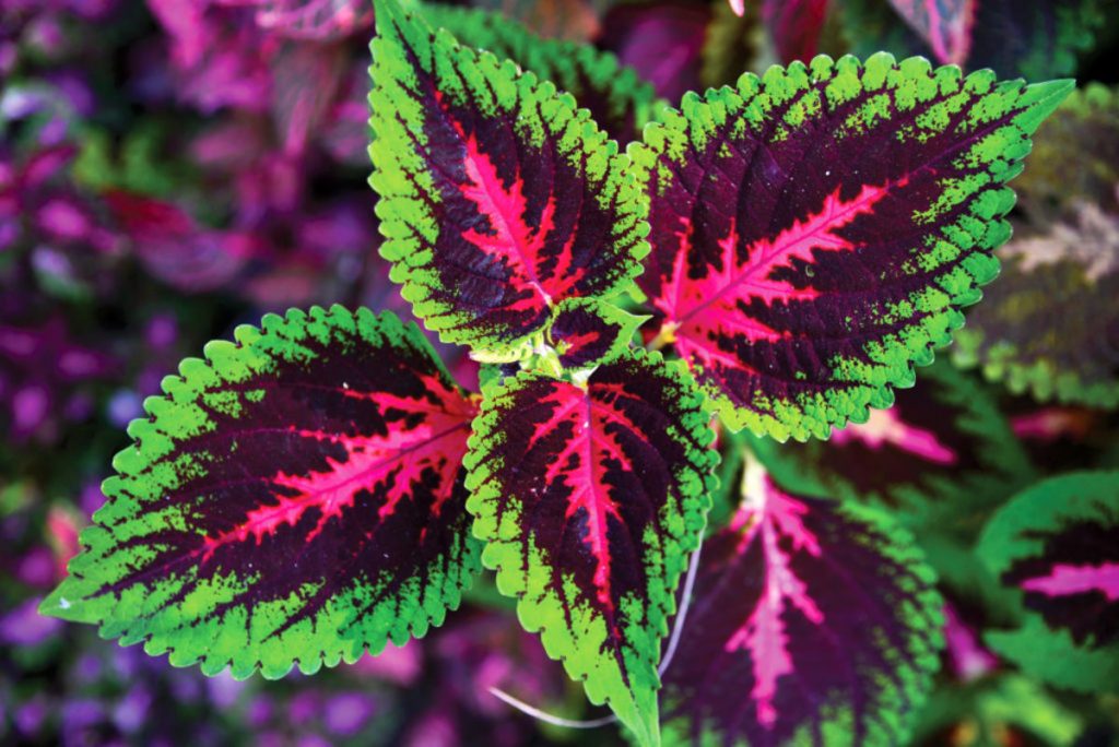 Coleus