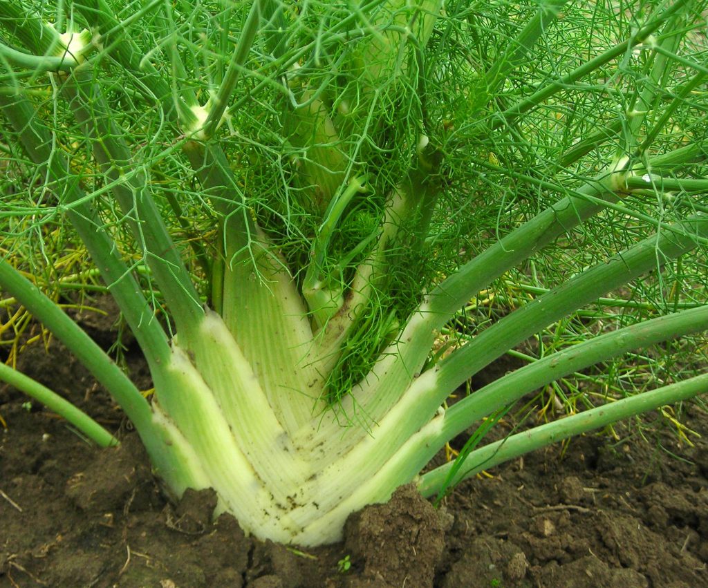 fennel