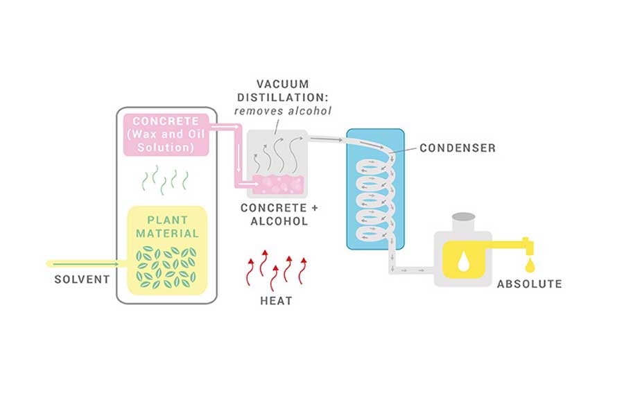 Solvent extraction of essential oils