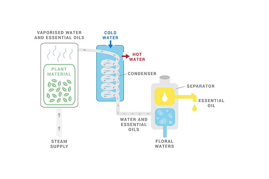 The process of steam distillation to extract essential oils