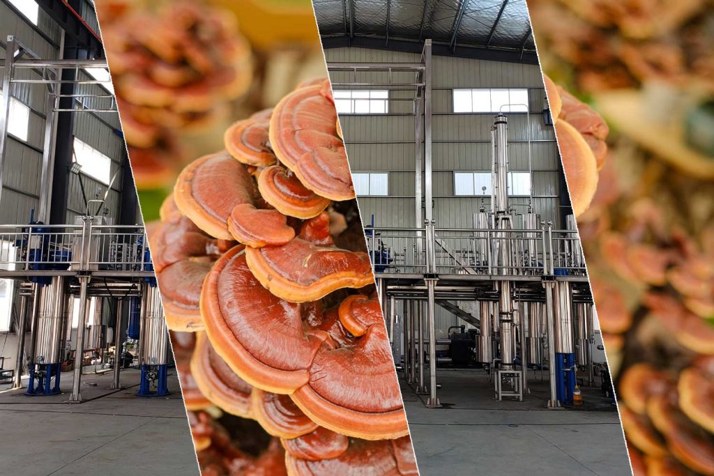 Ganoderma lucidum CO2 extraction process