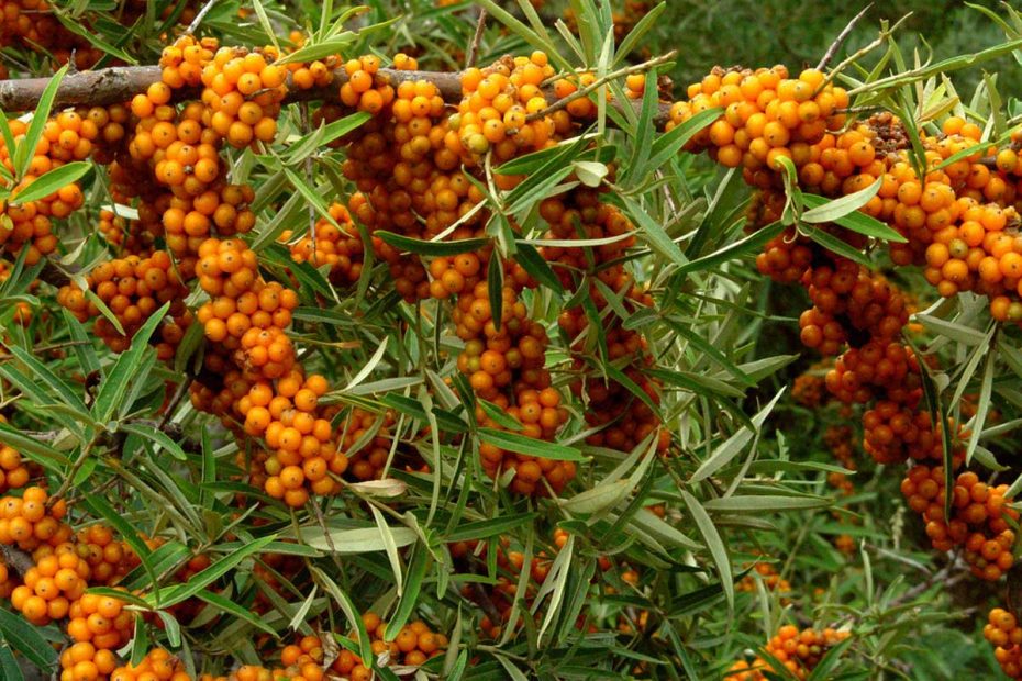 Sea buckthorn