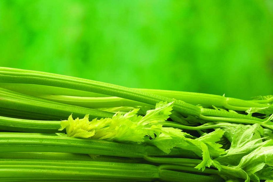 CO2 extraction process of celery seed oil