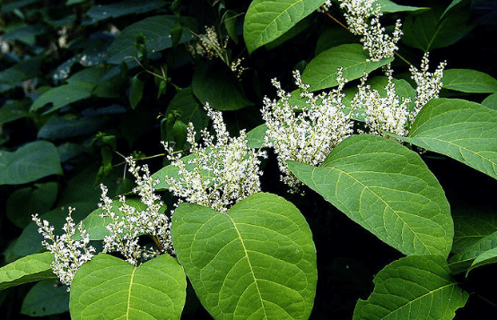 Separate the active ingredients in Polygonum cuspidatum