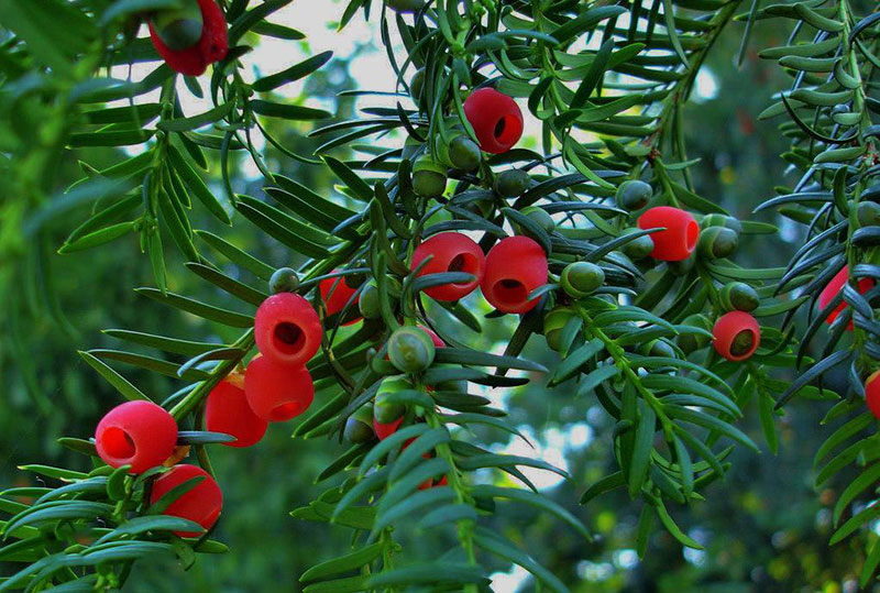 Supercritical CO2 Extraction Taxus chinensis Leaves