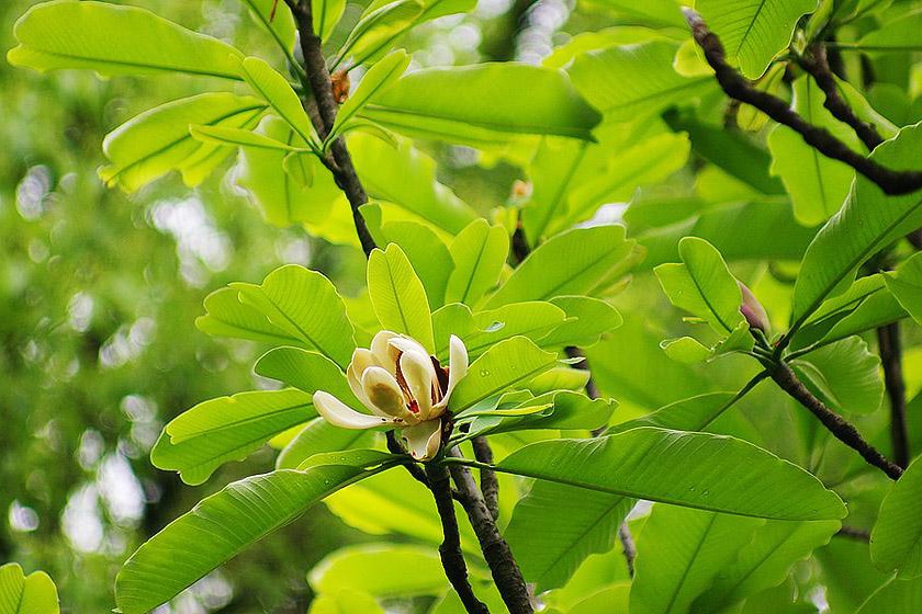 Supercritical CO2 extraction of Magnolia officinalis