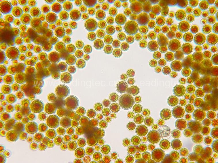 Supercritical CO2 extraction of astaxanthin from Haematococcus pluvialis