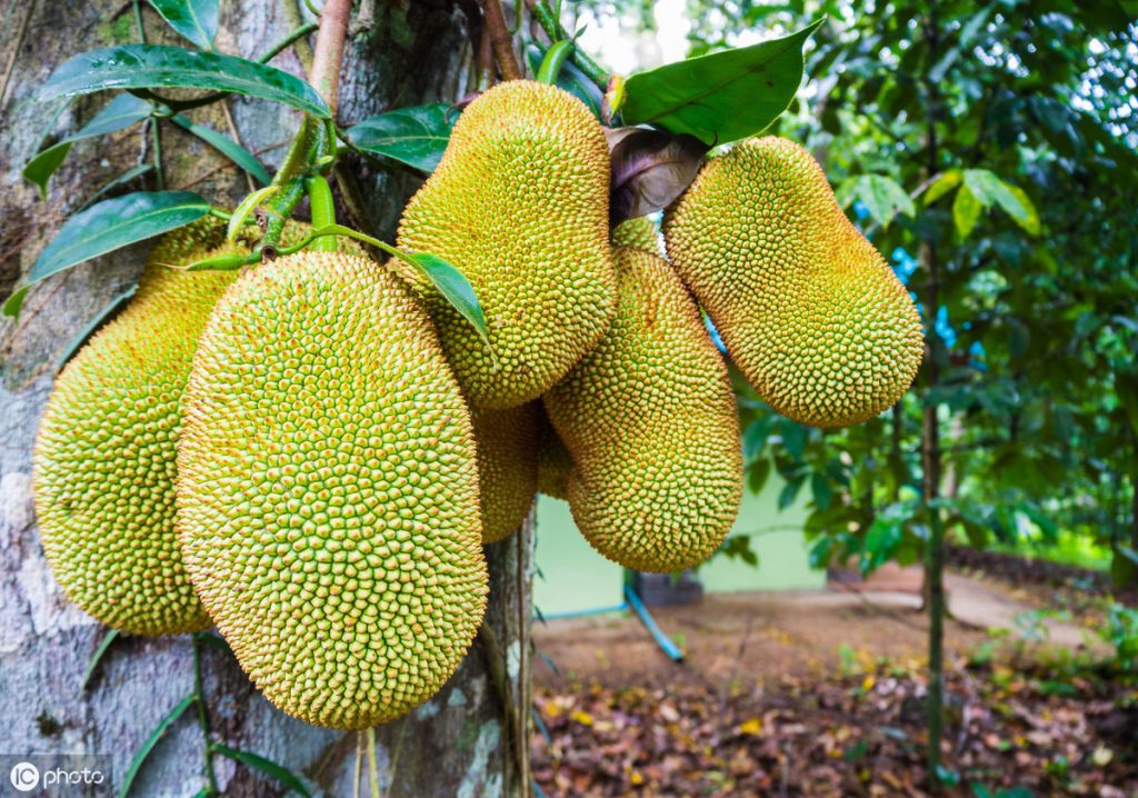 Supercritical CO2 extraction of polyphenols from jackfruit seeds