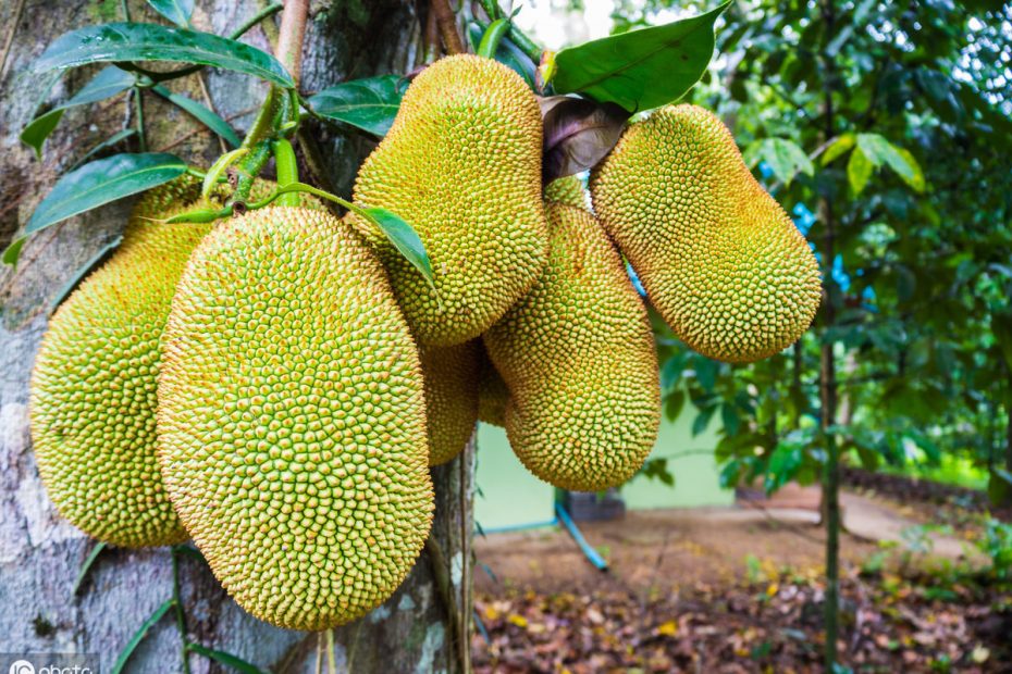Supercritical CO2 extraction of polyphenols from jackfruit seeds