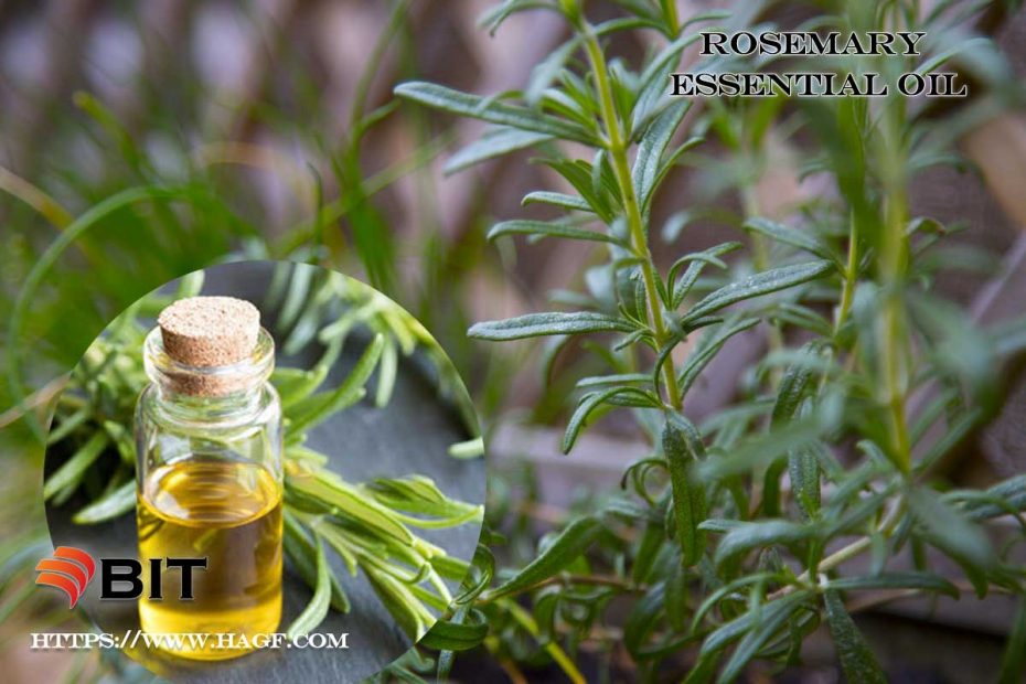 supercritical carbon dioxide extraction of rosemary essential oil
