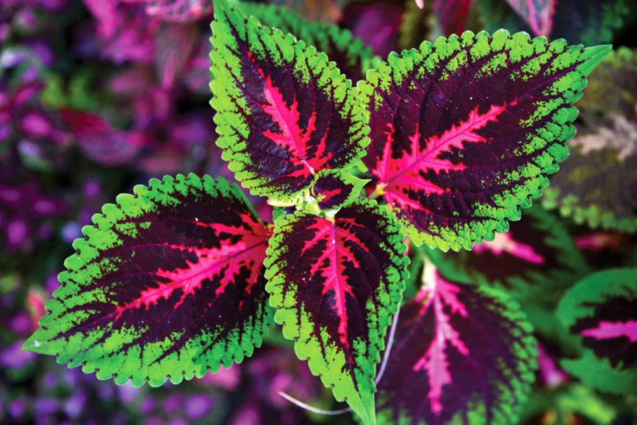 Coleus