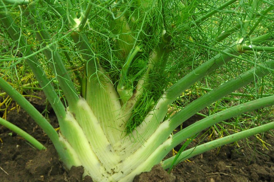 fennel